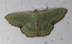 Metallochlora lineata