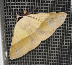 Ophyx ochroptera