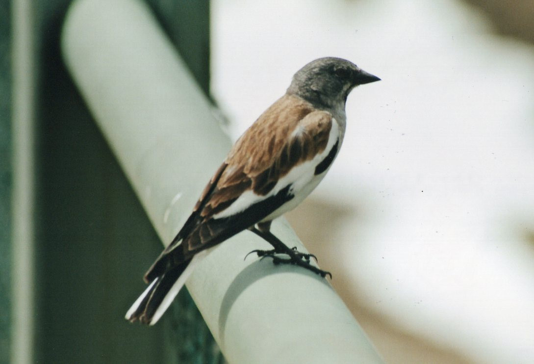 White-winged Snowfinch