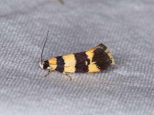 Xyloryctidae