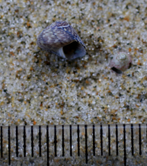 Micrelenchus tessellatus