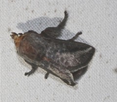 Doratifera stenora