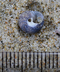 Micrelenchus tessellatus