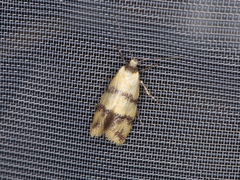 Psaroxantha basilica