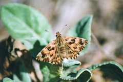 Carcharodus