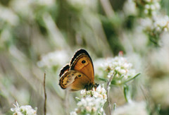 Coenonympha dorus