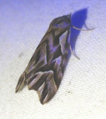 Clytoscopa iorrhoda