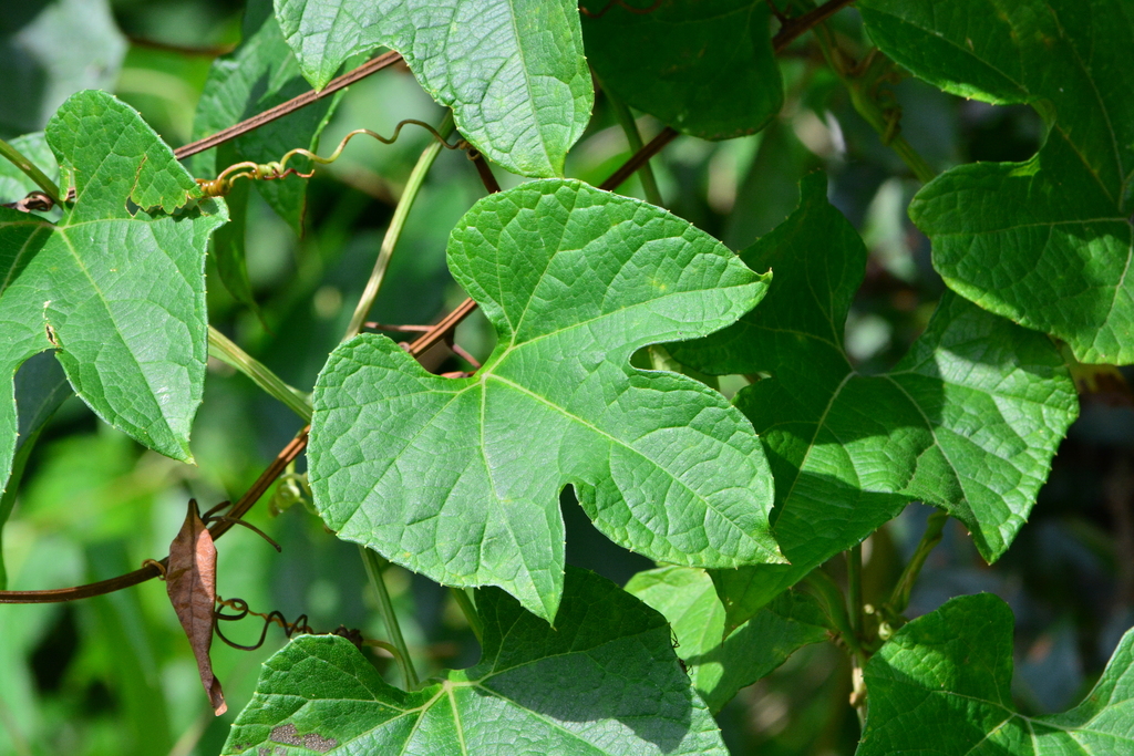 Cayaponia tayuya