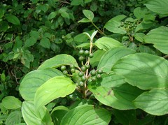 Cornus sanguinea australis