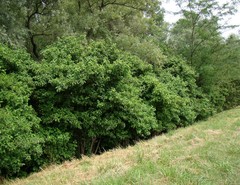 Cornus sanguinea australis