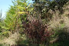Cornus sanguinea australis