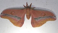 Opodiphthera loranthi