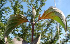 Cornus sanguinea australis