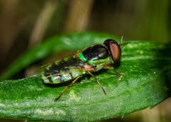 Odontomyia cincta