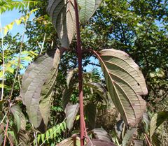 Cornus sanguinea australis