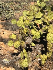 Opuntia clarkiorum