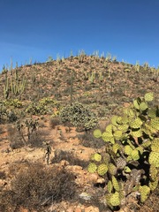Opuntia clarkiorum