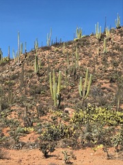 Opuntia clarkiorum