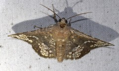 Canaea semitessellalis