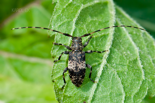 vrzúnik škvrnitý (Leiopus nebulosus)