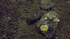 Placiphorella pacifica