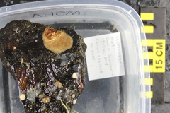 Placiphorella pacifica