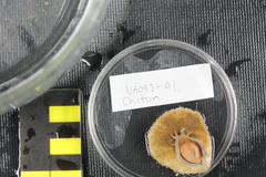 Placiphorella pacifica