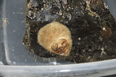 Placiphorella pacifica