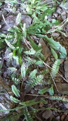 Leptinella squalida squalida