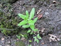 Haloragis erecta erecta