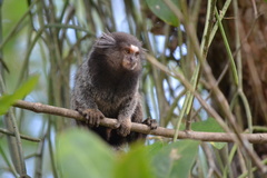 Callithrix jacchus × penicillata