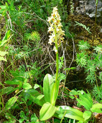Orchis pallens