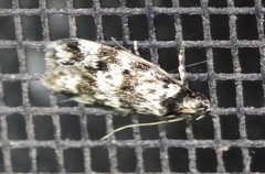 Barea confusella