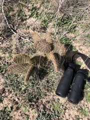 Opuntia strigil