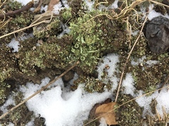 Cladonia piedmontensis