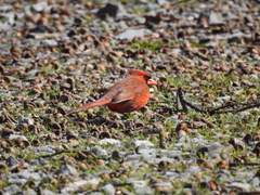 Cardinalis cardinalis