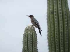 Melanerpes hypopolius