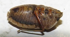 Caystrus