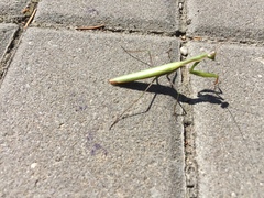 Mantis religiosa