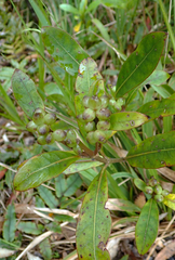 Coprosma dodonaeifolia