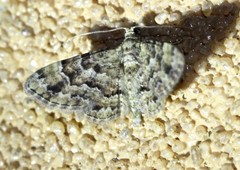 Gymnoscelis lophopus