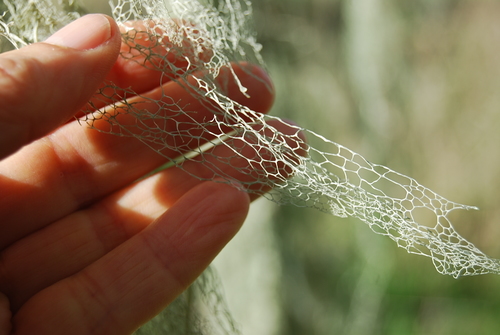 iNaturalist observation photo of lace lichen