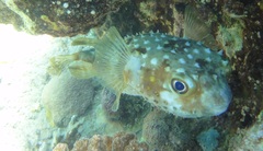Cyclichthys spilostylus