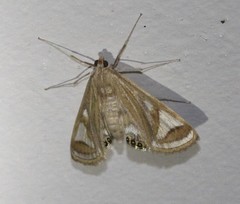 Strepsinoma foveata