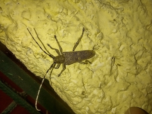 vrzúnik topoľový (Saperda carcharias)