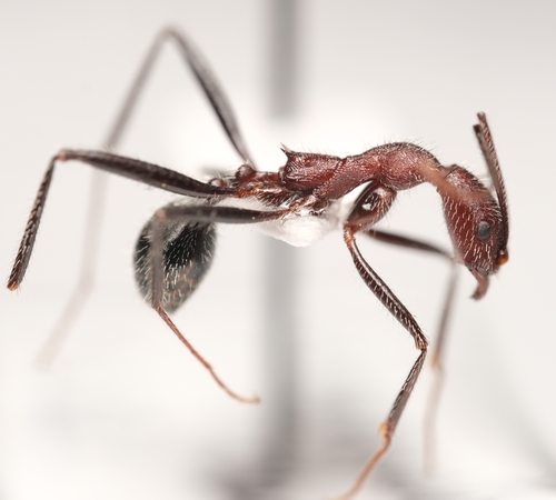 Aphaenogaster praedoAphaenogaster praedo