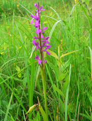Anacamptis palustris