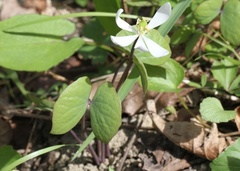 Jeffersonia diphylla