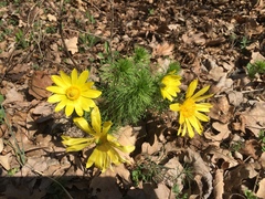 Adonis vernalis