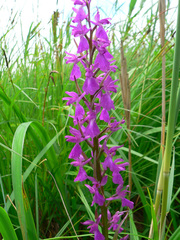 Anacamptis palustris